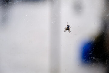Housefly on the dirty glass window with blurred overcast and cloudy sky background.