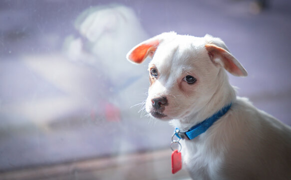 Terrier puppy looks out the window