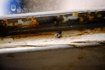 Housefly on the dirty corrosive white glass window made of metal with blurred overcast and cloudy sky background.