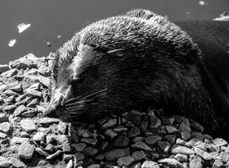 sea lion on the pier