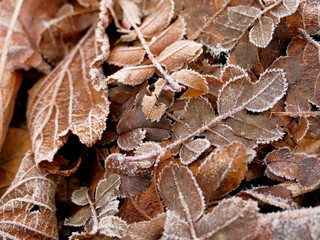 hoarfrost on fallen leaves in winter