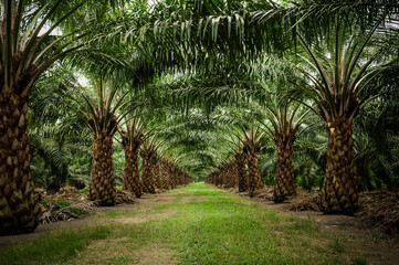 Beautiful row in oil palm plantation