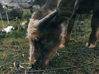Toraja Buffalo 