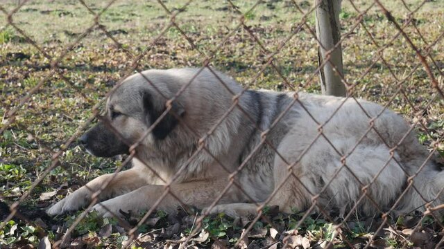 Sarplaninac, shepherd dog breed lying on the grass behind the fence. Caucasian sheep-dog.