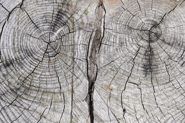 Tree Trunk Detail. Art of Nature
