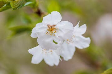 満開の桜、ソメイヨシノ、クローズアップ