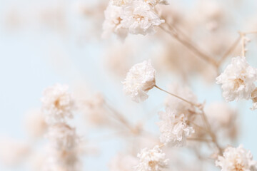 Gypsophila delicate romantic dry little white flowers with branches wedding lovely bouquet on light blue background macro