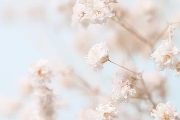 Selbstklebende Fototapete Romantischer Stil Gypsophila zarte romantische trockene kleine weiße Blumen mit Zweigen, die einen schönen Blumenstrauß auf hellblauem Hintergrundmakro heiraten