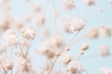 Gypsophila delicate romantic dry little white flowers wedding lovely bouquet on light blue background macro