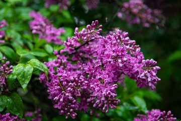 Lilac garden trees under the rain nature spring time with free space text