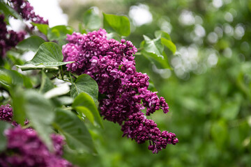 Lilac garden trees under the rain nature spring time with free space text