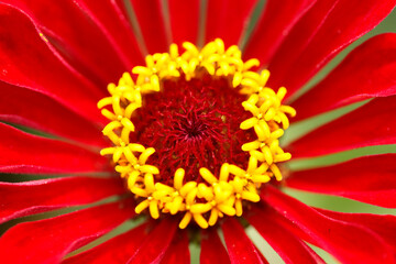 Rote Zinnie, Blüte, Deutschland, Europa