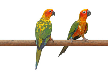 Sun conure or sun parakeet parrot on branch with isolated on white background