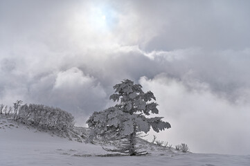 四国徳島県丸笹山の寒い冬