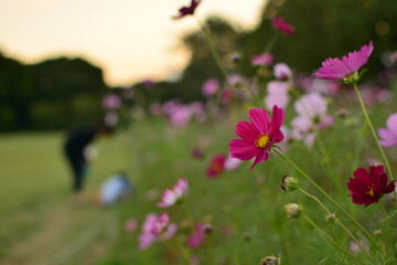 Obraz premium Cosmos