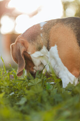 Beagle olfateando en el césped