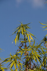 Fototapeta na wymiar Marijuana plant . Dried out leaves.cannabis leaf grow up in a garden.