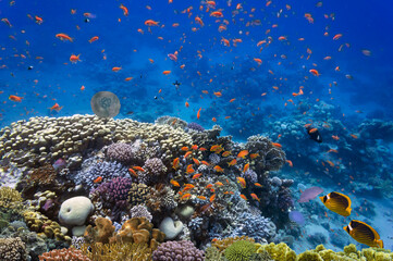Fototapeta na wymiar Marine life and coral reefs at the Red Sea