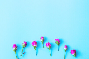 Small buds of pink roses on a bright blue background. Patterns from flowers