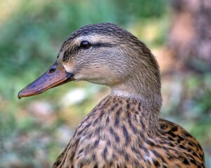 A female Mallard duck head profile shot. Anas platyrhynchos.