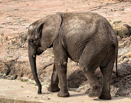 African bush elephant looking sad.
