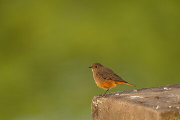 Black redstart or Phoenicurus ochruros small bird portrait with natural green background during winter migration at keoladeo national park or bharatpur bird sanctuary rajasthan india