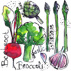 Vegetables drawings sketches illustrations, handdrawn with ink and painted with watercolors