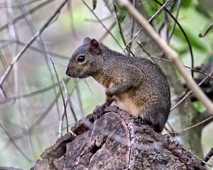 Ground squirrel taking break from the stuff squirrels do during the day.