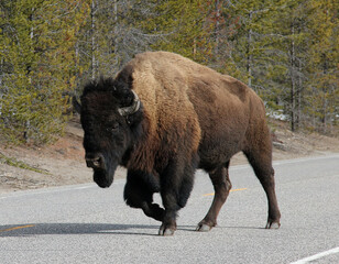 Amerikanischer Präriebison - Büffel © Studio M. Brix