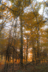 autumn in the forest