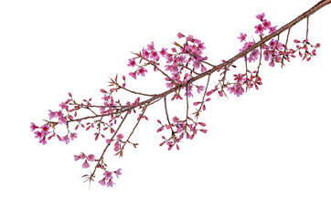 Cherry blossom flower in blooming with branch isolated on white background for spring season
