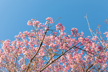 Sakura blossom flower in blooming with branch on blue background