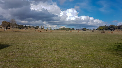 Obraz premium green meadow to graze with blue sky