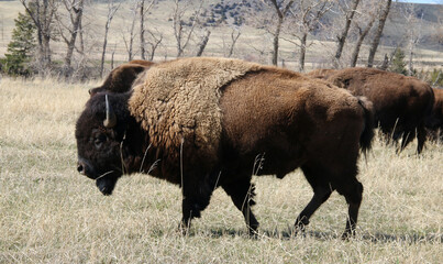 Amerikanischer Präriebison - Büffel