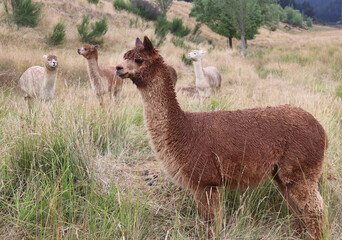 Alpaka - Pako - Alpaca