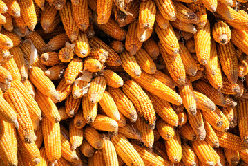 Corn harvest, Texture of Dried corn background