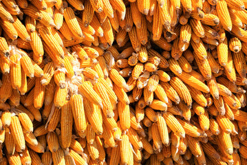 Corn harvest, Texture of Dried corn background