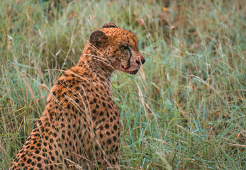 A female cheetah whilst feeding on a baby impala. She was consistently standing up and looking around to check for other predators who might try to steal the kill. You can see the blood on her face.