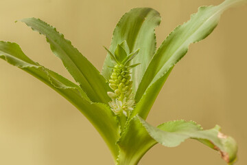Pineapple lily (Eucomis zambesiaca)