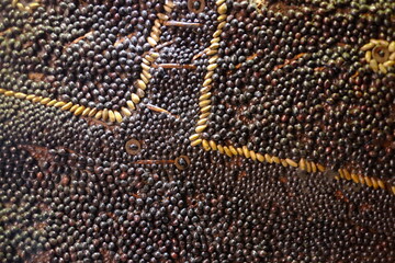 Surface ornament made of various brown and yellow seeds