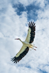 Storch fliegend