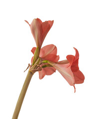 Hippeastrum (amaryllis)" Pink Garden"  on white background