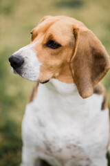 Beagle con mirada fija 