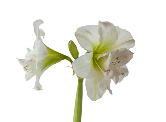 Flower Hippeastrum (amaryllis) Double Galaxy Group "Amadeus Candy" on a white background isolated.