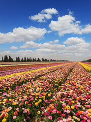 Fototapeta premium Israeli kibbutz close to the border