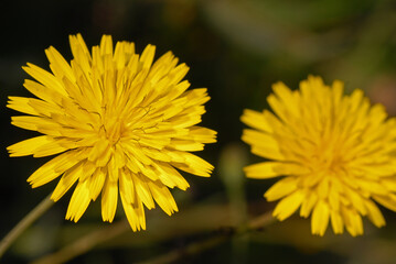 Erbe mediche, Tarasacco, dente di leone, soffione, Taraxacum officinale