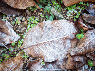 Brown leaves with frost on them in winter