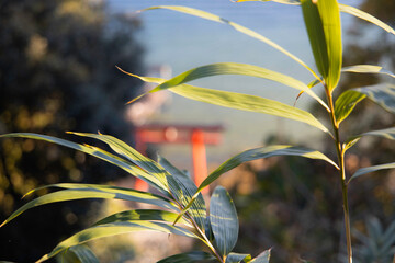植物と鳥居