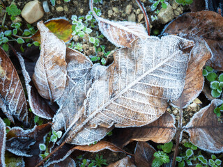 Brown leaves with frost on them in winter