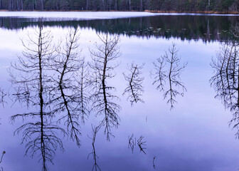 silhouettes of old dead tree branches in the lake, flooded forest